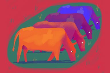Cows, Adam Ming