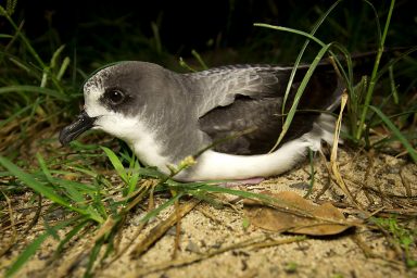climate crisis, environment, biodiversity, legislation, Endangered Species Act