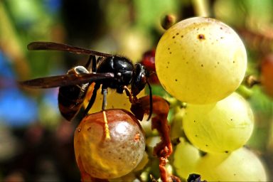 environment, insects. US, Georgia, yellow-legged hornet, invasive Asian species
