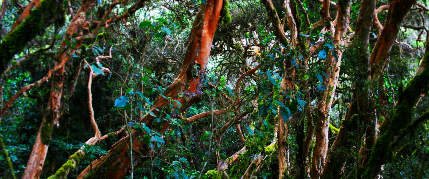 environment, big oil, drilling, Ecuador referendums, partial ban, Amazon