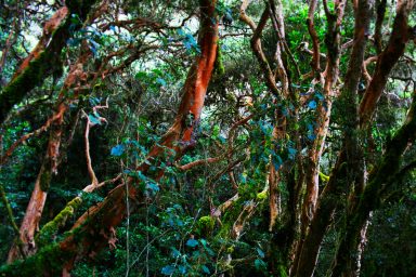 environment, big oil, drilling, Ecuador referendums, partial ban, Amazon