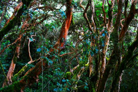 environment, big oil, drilling, Ecuador referendums, partial ban, Amazon