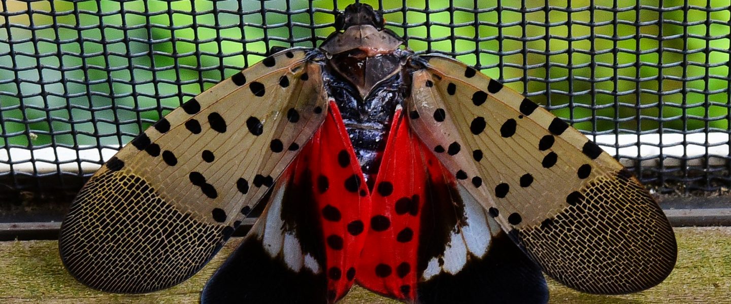 environment, US, nature, insects, invasive species, spotted lanternfly population