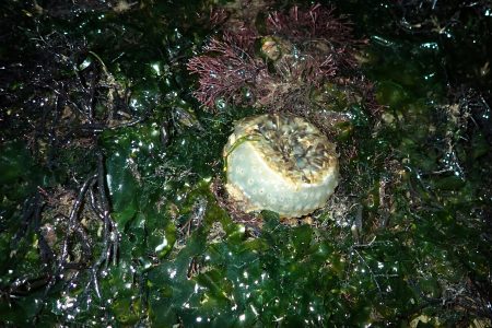 nature, biodiversity, marine life, discovery, tiger anemone