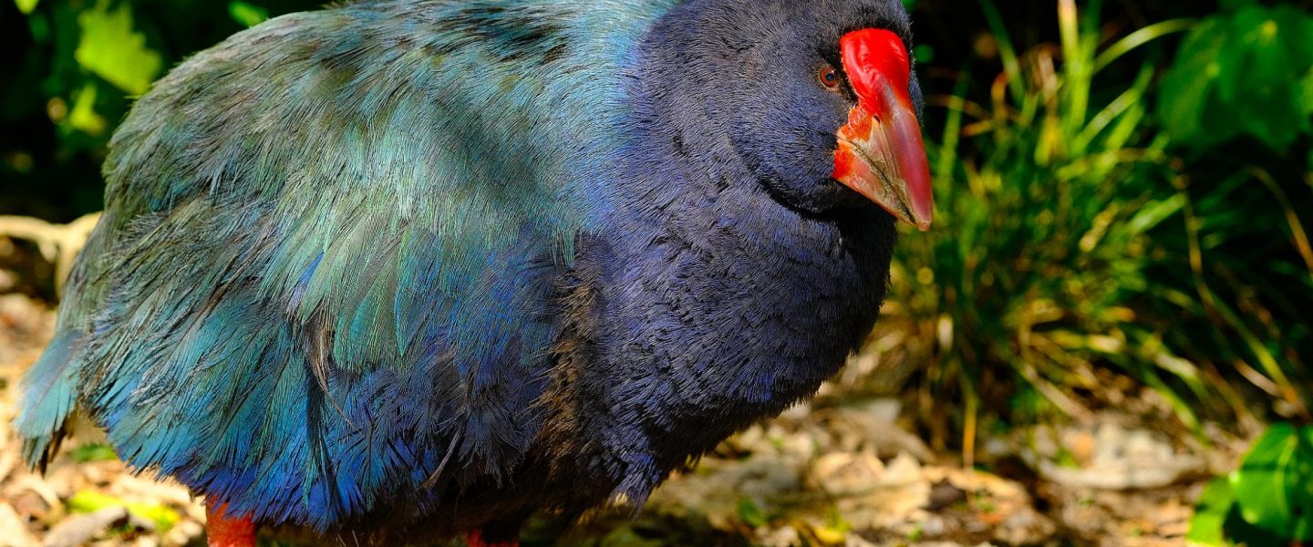 nature, biodiversity, conservation victrory, prehistoric species, New Zealand takahē