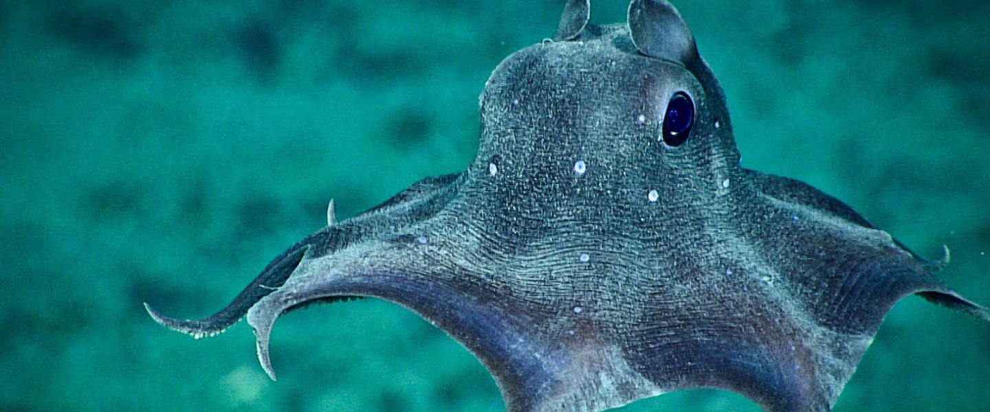science, nature, biodiversity, marine life, Hawaii, rare species, dumbo octopus