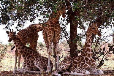 environment, nature, Namibia, wildlife, genetics, second spotless giraffe