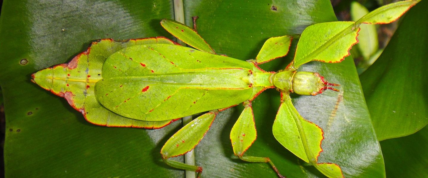 nature, insects, new species, genetic analysis, 'walking leaves'