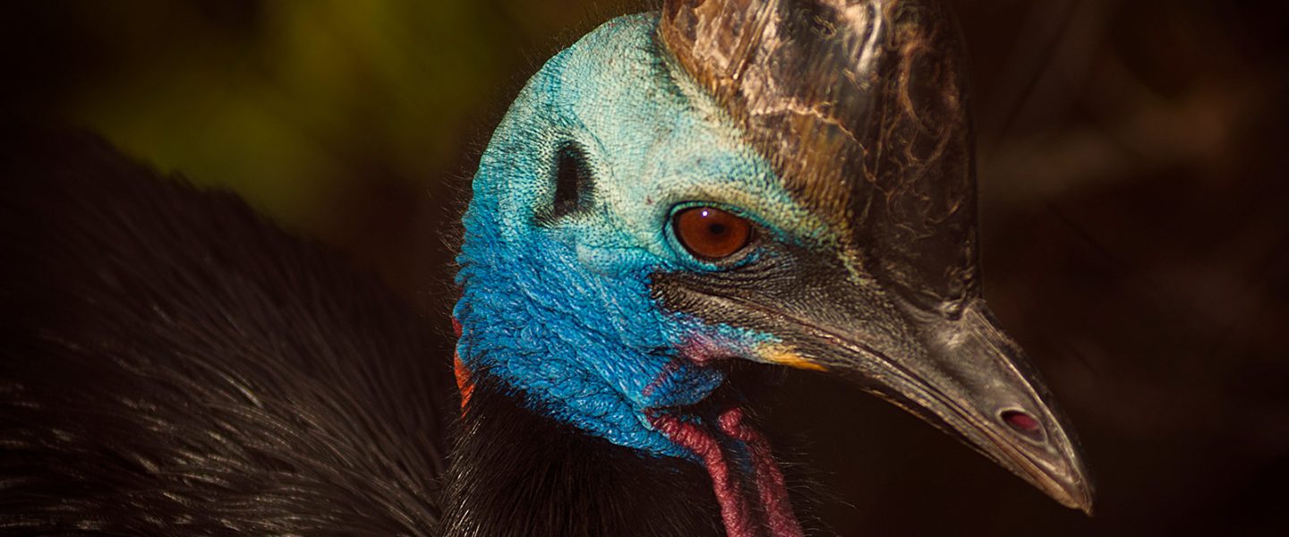nature, biodiversity, wildlife loss, extinction, study