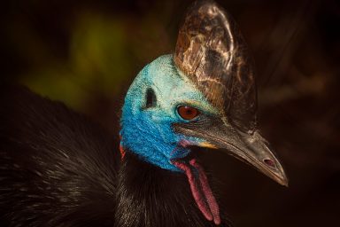 nature, biodiversity, wildlife loss, extinction, study