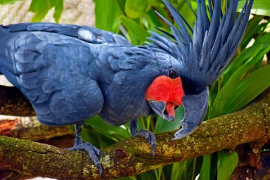 science, wildlife, biodiversity, wild palm cockatoos, mating display