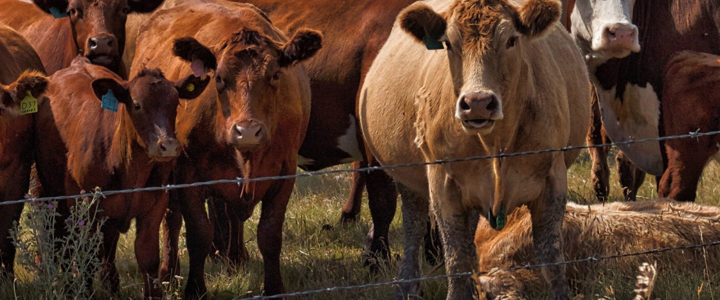cows, agriculture