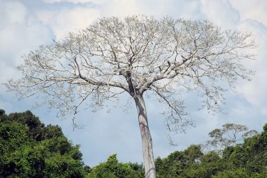 rainforest, trees, struggle, survive, heat