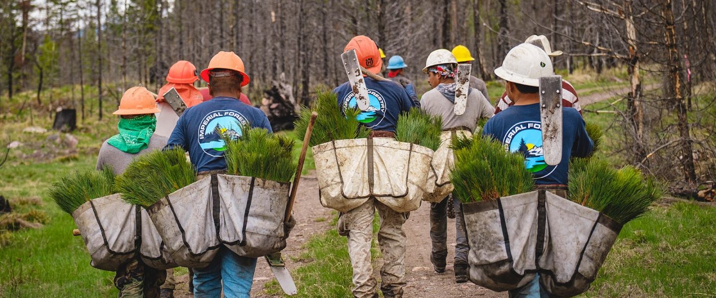 tree planting, carbon offset