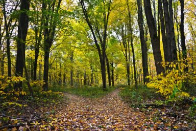 two paths, woods