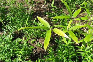 science, botany, Japan, hachiku bamboo, 120-year flowering cycle, self-destruction
