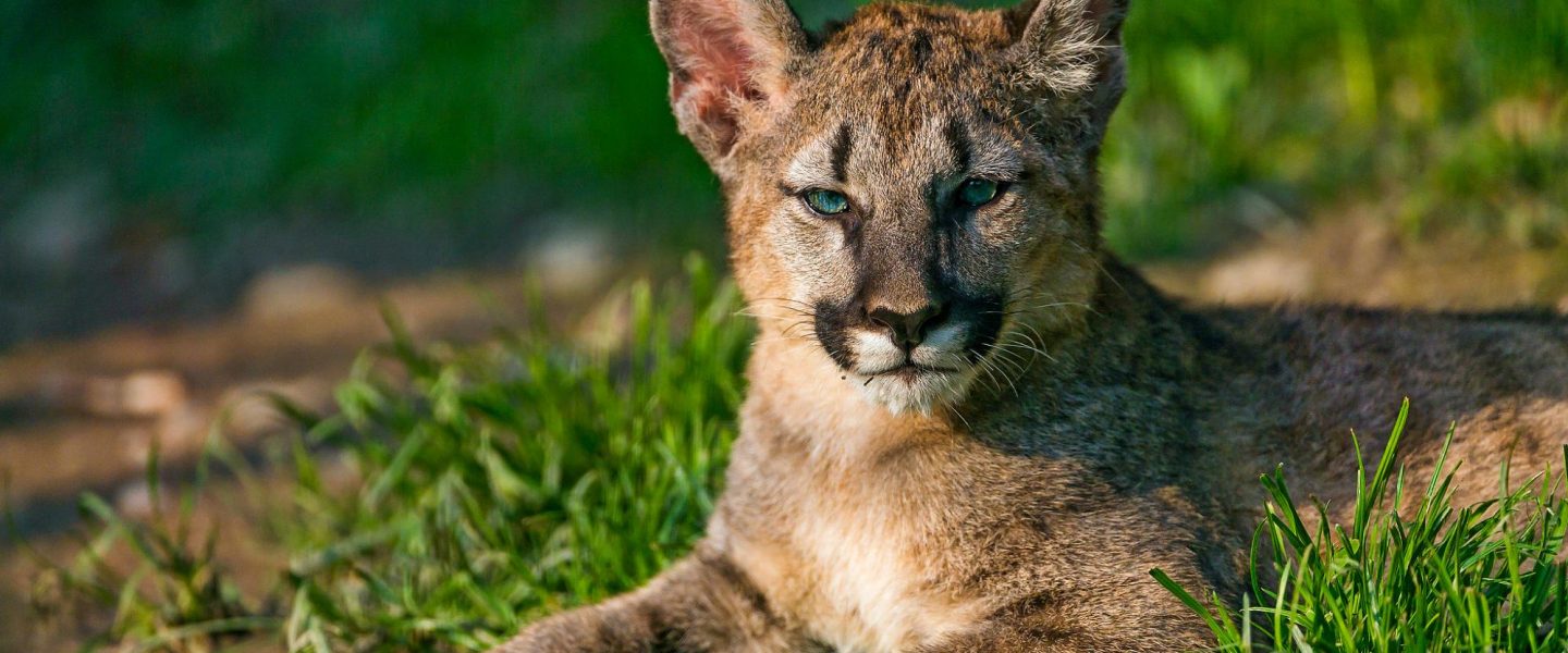tech, nature, wildlife, phone apps, tracking, mapping tools