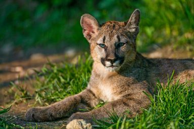 tech, nature, wildlife, phone apps, tracking, mapping tools