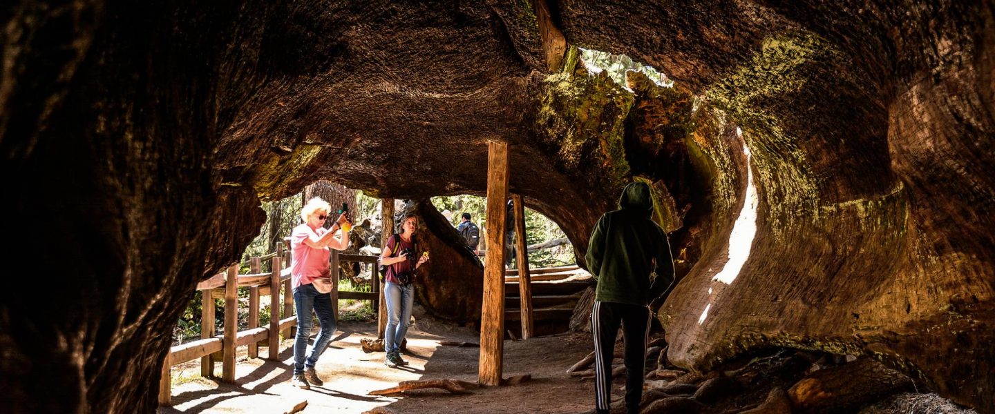 nature, sequoias, California, Grant Grove, tree climber Charlie Castro