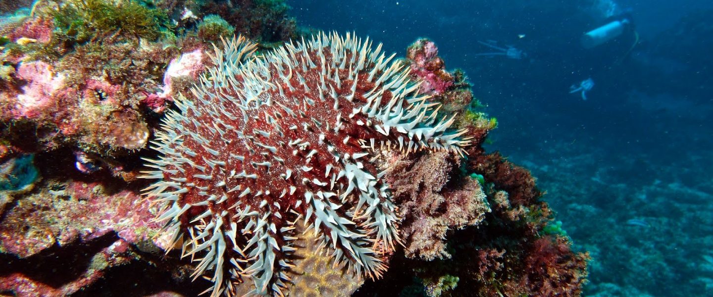 environment, biodiversity, marine life, ferocious coral predator, crown-of-thorns
