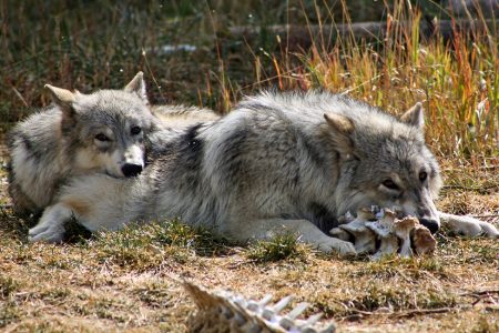 biodiversity, wildlife, California, wolves, ranchers, cattle