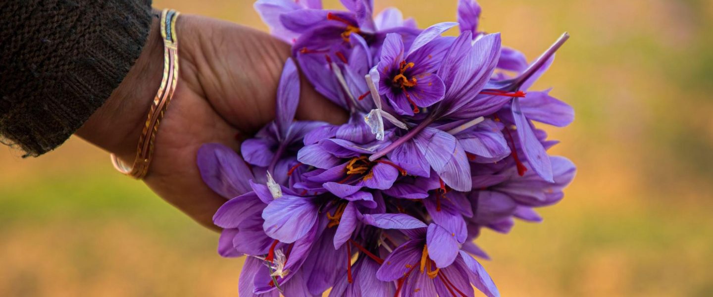 nature, ecology, agriculture, India, food crops, flowers, pollination