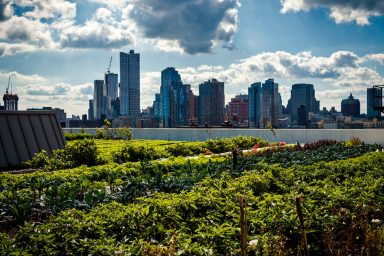 science, agriculture, rooftop solar panels, agrivoltiacs, laboratory, crops