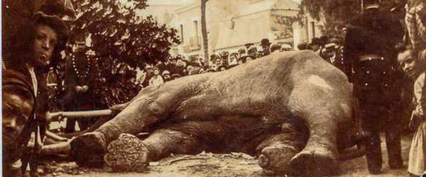 Dead, republican, elephant