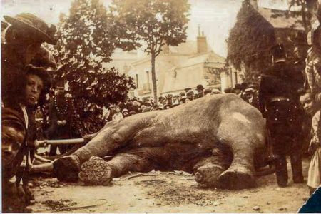 Dead, republican, elephant