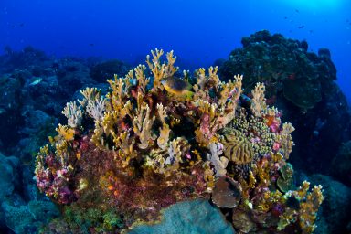 climate change, global warming, coral reefs, Texas coast, protection