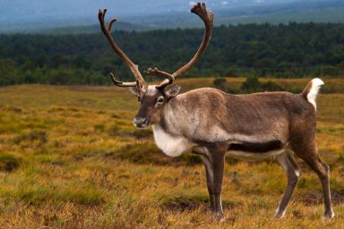 science, wildlife, biodiversity, reindeers, vision, eye color change, food hunt
