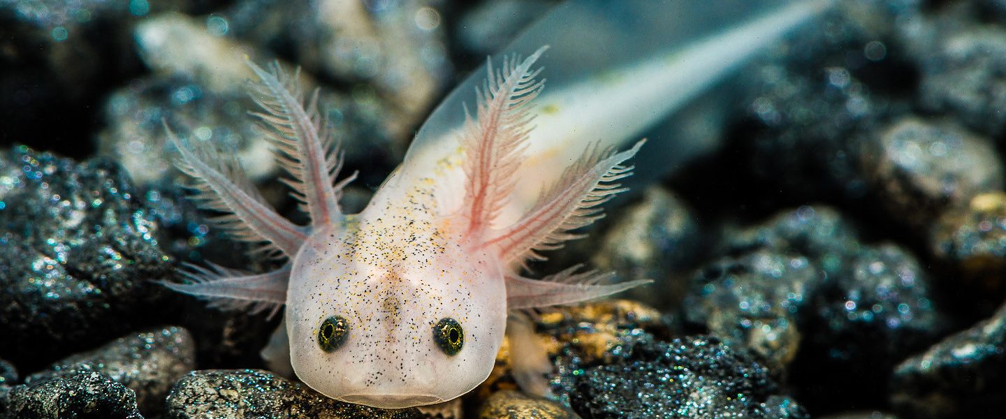 science, nature, biodiversity, marine life, Mexican axoloti, wild population