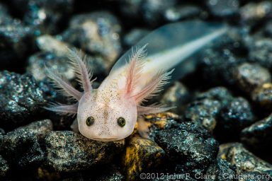 science, nature, biodiversity, marine life, Mexican axoloti, wild population