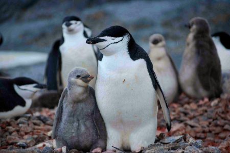 nature, wildlife, biodiversity, Antarctica, penguin parents, microsleeps