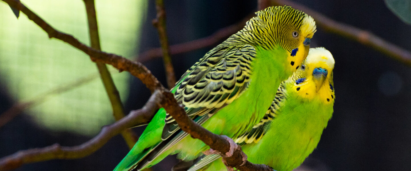 science, nature, humans, birds, brain mechanism, speech