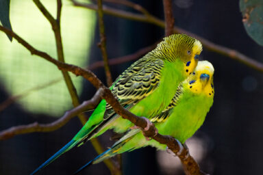 science, nature, humans, birds, brain mechanism, speech