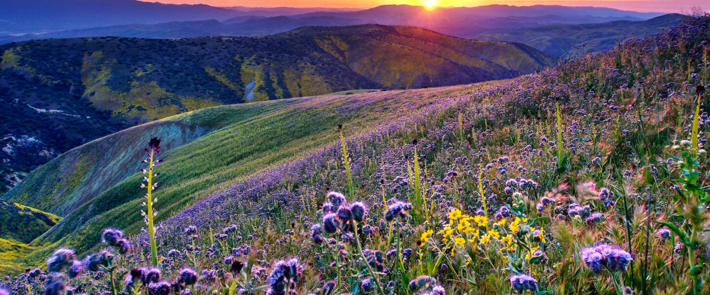 climate change, nature, California, superbloom spectacle