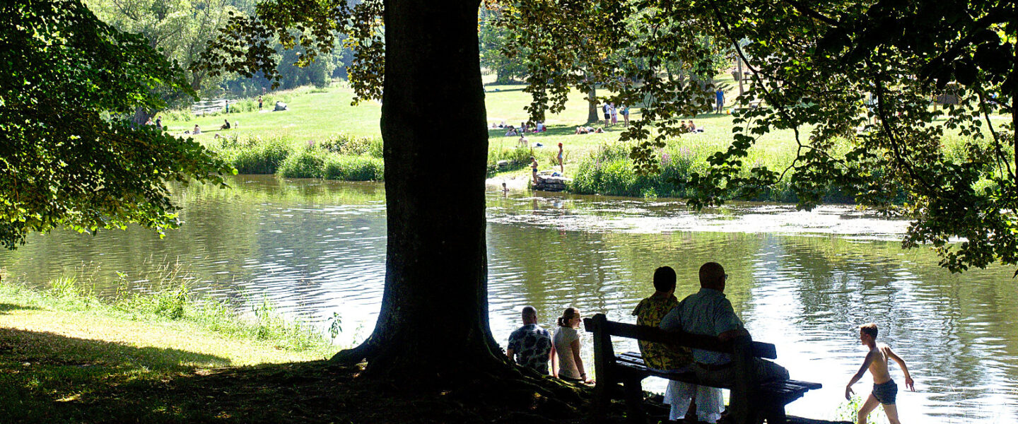 climate crisis, global warming, weather extremes, heatwaves, mixed woodlands, new study