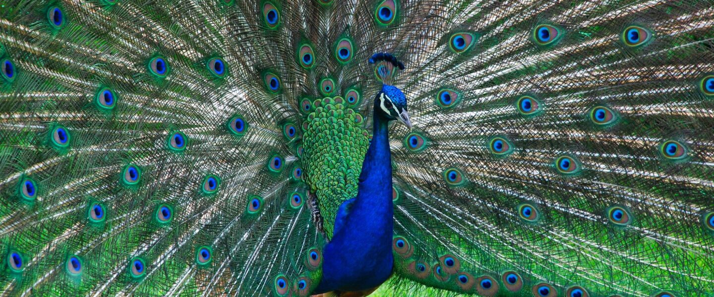nature, biodiversity, wild animals, preservation, cultural behaviors