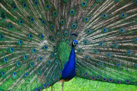 nature, biodiversity, wild animals, preservation, cultural behaviors