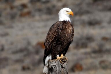 banded, bald eagle