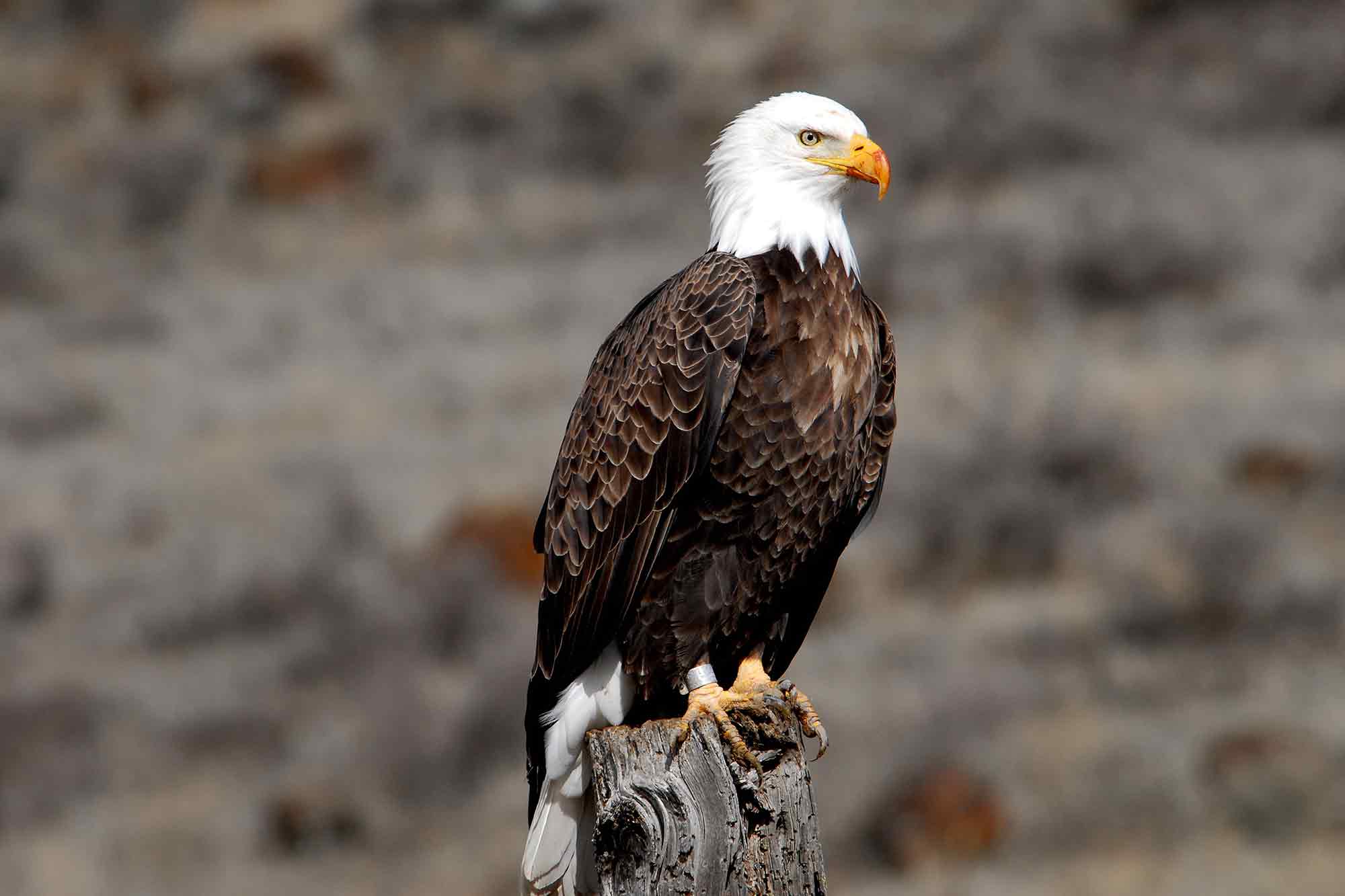 banded, bald eagle