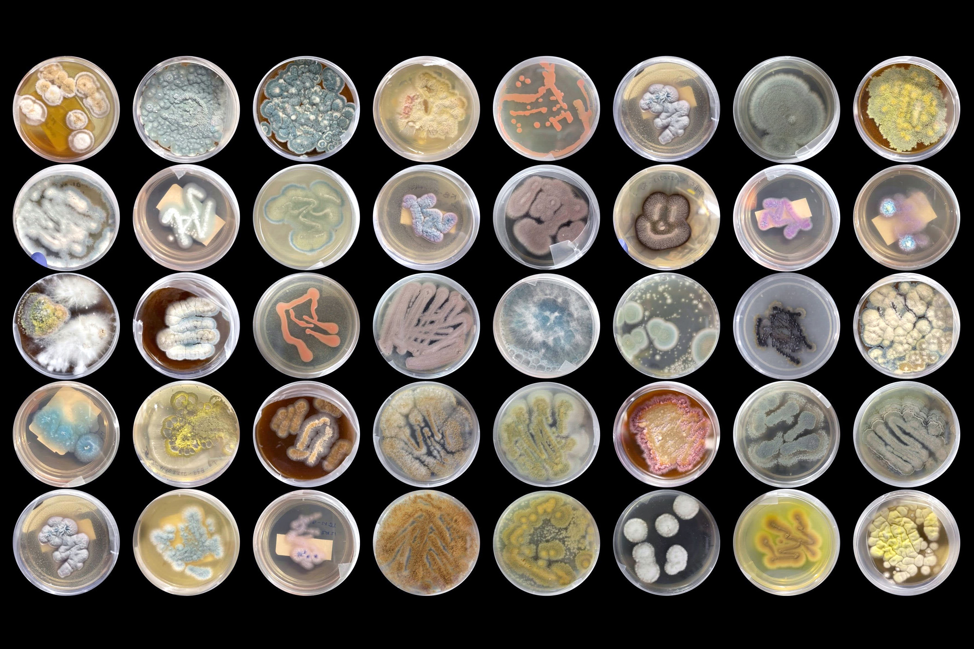 Marine Fungi