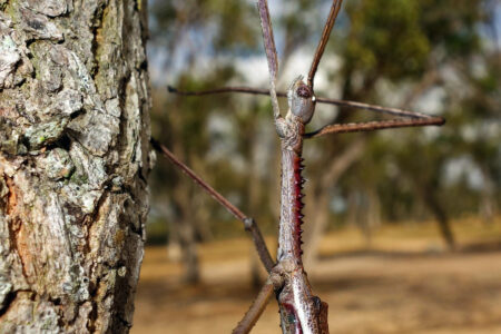 science, nature, biodiversity, bug species discovery, Australia, 16-inch stick insect
