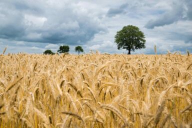 Field of grain, brown