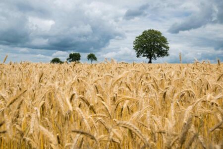 Field of grain, brown