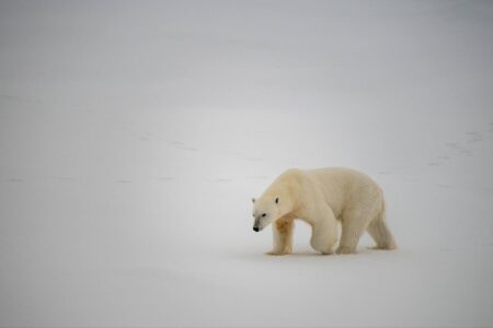 Polar bear, watches, US Coast Guard Cutter