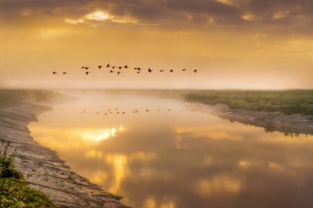 Geese, in flight, water