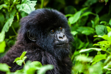 Birth of Rare Mountain Gorilla Twins Recorded in Congo Park biodiversity, mammals, Congo, Virunga National Park, mountain gorillas, rare twin birth