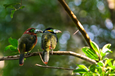 Tropical Forests See Bird Declines. Is Another ‘Silent Spring’ in the Wings? climate crisis, biodiversity, tropical forests, bird declines, 'silent spring' concern